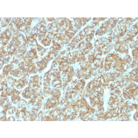 Ep-CAM / CD326 (Epithelial Marker) (EGP40/1555R), Biotin conjugate, 0.1mg/mL