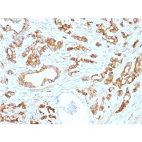 Biotium BNCB1593-100, Aurora B (Proliferation Marker) (AURKB/1593), Biotin conjugate, 0.1mg/mL