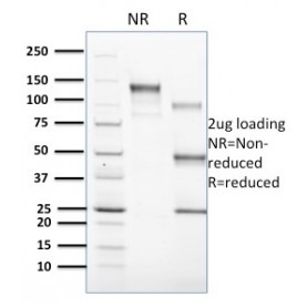 Biotium BNCB1603-100, CD1c(CD1C/1603), Biotin conjugate, 0.1mg/mL