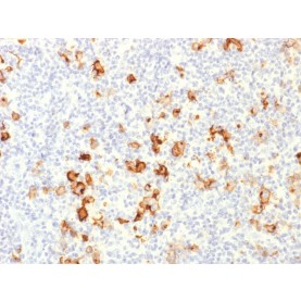 Biotium BNCB1649-100, CD15 / FUT4 (Reed-Sternberg Cell Marker)(), Biotin conjugate, 0.1mg/mL