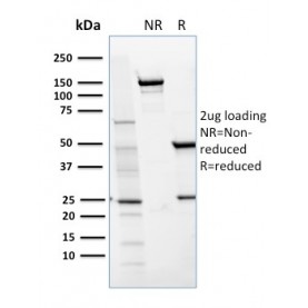 Biotium BNCB1654-100, CD36 (Platelet & Microvessel Marker)(GPIIIb/1654), Biotin conjugate, 0.1mg/mL