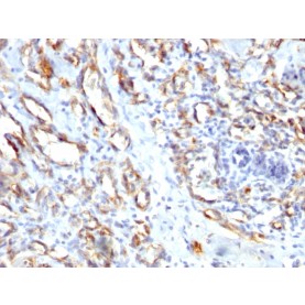 Biotium BNCB1662-100, CD31 / PECAM-1 (Endothelial Cell Marker)(), Biotin conjugate, 0.1mg/mL