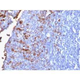 Human IgG (Immunoglobulin Gamma Heavy Chain) (B-Cell Marker) (IG1707R), Biotin conjugate, 0.1mg/mL