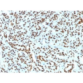 Histone H1 (Nuclear Marker) (HH1/1784R), Biotin conjugate, 0.1mg/mL