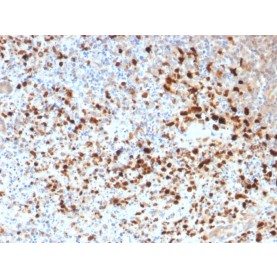 HSV1 (Herpes Simplex Virus Type I)(N/A), Biotin conjugate, 0.1mg/mL