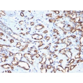 Biotium BNCB1807-100, CD34 (Hematopoietic Stem Cell & Endothelial Marker)(N/A), Biotin conjugate, 0.1mg/mL