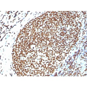 Histone H1 (Pan Nuclear Marker)(N/A), Biotin conjugate, 0.1mg/mL