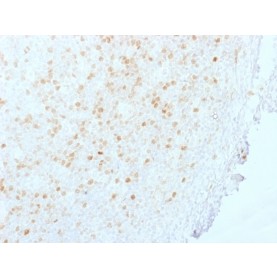 Biotium BNCB1845-100, Aurora B (Proliferation Marker)(AURKB/1845), Biotin conjugate, 0.1mg/mL