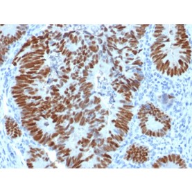 p53 Tumor Suppressor Protein(N/A), Biotin conjugate, 0.1mg/mL