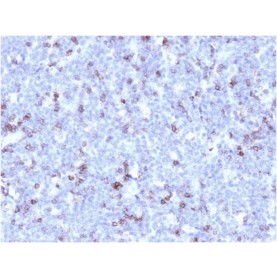 Biotium BNCB1858-100, CD43 (T-Cell Marker) (rSPN/1094), Biotin conjugate, 0.1mg/mL