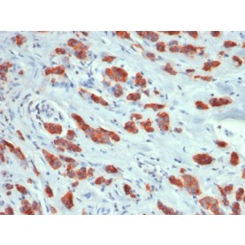 MUC1 / CA15-3 / EMA / CD227 (Epithelial Marker) (MUC1/1887R), Biotin conjugate, 0.1mg/mL