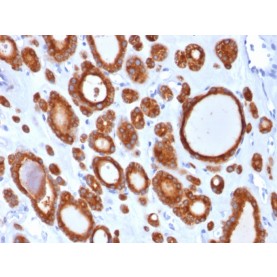 TPO (Thyroid Peroxidase) (Thyroid Marker)(TPO/1921), Biotin conjugate, 0.1mg/mL