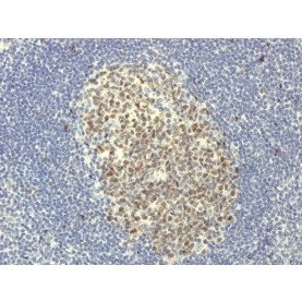 Biotium BNCB1951-500, Bcl-6 (Follicular Lymphoma Marker) (BCL6/1951R), Biotin conjugate, 0.1mg/mL