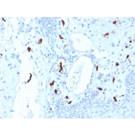 Tryptase (Mast Cell Marker) (TPSAB1/1961), Biotin conjugate, 0.1mg/mL