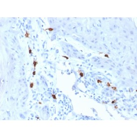 Tryptase (Mast Cell Marker)(TPSAB1/1963), Biotin conjugate, 0.1mg/mL