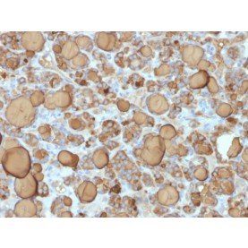 Thyroglobulin (Thyroidal Cell Marker) (TGB/1968R), Biotin conjugate, 0.1mg/mL