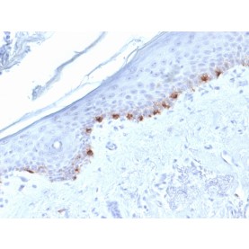 Tyrosinase-Related Protein-1 (TYRP-1) (Melanoma Marker) (TYRP1/1986), Biotin conjugate, 0.1mg/mL