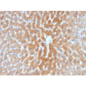 Biotium BNCB2028-100, ARF1 (Golgi Apparatus Marker)(1A9/5), Biotin conjugate, 0.1mg/mL