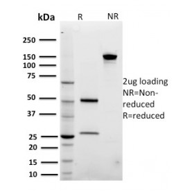 Biotium BNCB2029-100, ARF1 (Golgi Apparatus Marker)(3F1), Biotin conjugate, 0.1mg/mL