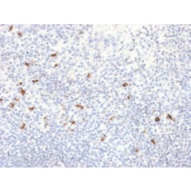 Human IgG4 (Ig Heavy Constant Gamma 4) (G4m Marker) (IGHG4/2042R), Biotin conjugate, 0.1mg/mL