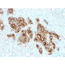 Biotium BNCB2055-100, Carcinoembryonic Antigen (CEA) / CD66 (C66/2055R), Biotin conjugate, 0.1mg/mL