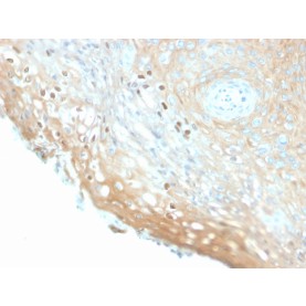 HPV-16 (Human Papilloma Virus 16)(HPV16/2058R), Biotin conjugate, 0.1mg/mL