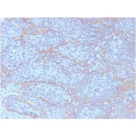 Biotium BNCB2098-100, Catenin, beta (CTNNB1) (CTNNB1/2098), Biotin conjugate, 0.1mg/mL