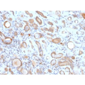 Biotium BNCB2117-100, ARF1 (Golgi Apparatus Marker)(ARF1/2117), Biotin conjugate, 0.1mg/mL