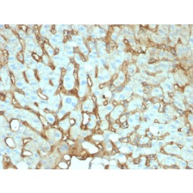 Biotium BNCB2141-100, Albumin (Transport Protein)(ALB/2141), Biotin conjugate, 0.1mg/mL