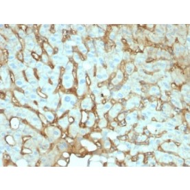 Biotium BNCB2144-100, Albumin (Transport Protein) (ALB/2144), Biotin conjugate, 0.1mg/mL