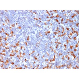 Biotium BNCB2162-100, CD163 (Monocyte & Macrophage Marker)(M130/2162), Biotin conjugate, 0.1mg/mL