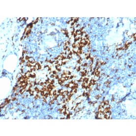Biotium BNCB2164-100, CD163 (Monocyte & Macrophage Marker)(M130/2164), Biotin conjugate, 0.1mg/mL