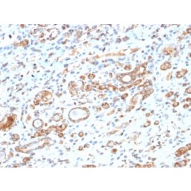 HSP60 (Heat Shock Protein 60) (Mitochondrial Marker) (HSPD1/2206R), Biotin conjugate, 0.1mg/mL