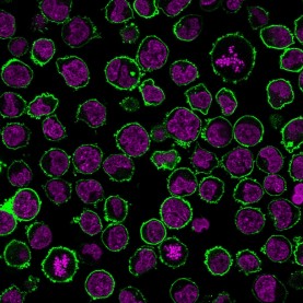 Biotium BNCB2220-100, CD43 (T-Cell Marker) (rSPN/839), Biotin conjugate, 0.1mg/mL