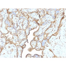 Biotium BNCB2223-100, Annexin A1 / (Hairy Cell Leukemia Marker)(CPTC-ANXA1-1), Biotin conjugate, 0.1mg/mL