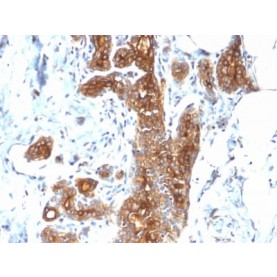 MUC1 / CA15-3 / EMA / CD227 (Epithelial Marker) (MUC1/2278R), Biotin conjugate, 0.1mg/mL