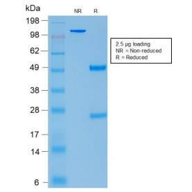 Biotium BNCB2296-100, ACTH (Adrenocorticotrophic Hormone) (Pituitary Marker) (rCLIP/1407), Biotin conjugate, 0.1mg/mL