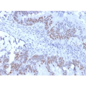 Rb1 (Tumor Suppressor Protein) (RB1/2313R), Biotin conjugate, 0.1mg/mL