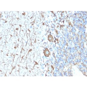 Neurofilament (NF-H) (Neuronal Marker) (NEFL.H/2324R), Biotin conjugate, 0.1mg/mL