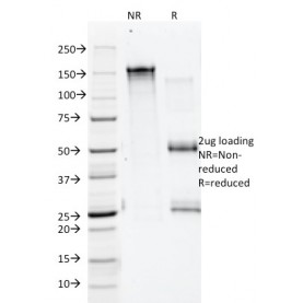 Biotium BNCB2325-100, Annexin A1 / (Hairy Cell Leukemia Marker)(5E4/1), Biotin conjugate, 0.1mg/mL