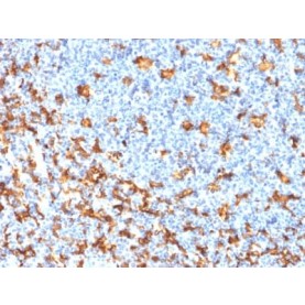 Biotium BNCB2346-100, AIF1 / Iba1 (Microglia Marker) (rAIF1/1909), Biotin conjugate, 0.1mg/mL