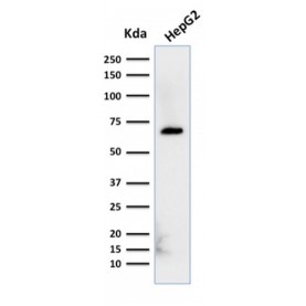 Biotium BNCB2356-100, Albumin (Transport Protein)(ALB/2356), Biotin conjugate, 0.1mg/mL