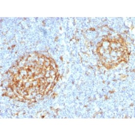 Biotium BNCB2397-500, CD14 (Monocyte / Macrophage Marker) (LPSR/2397), Biotin conjugate, 0.1mg/mL