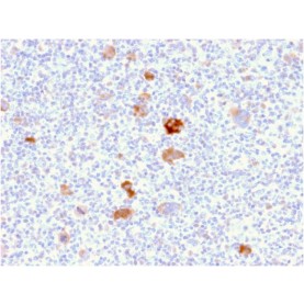 Biotium BNCB2406-100, Bcl-X (Apoptosis Marker)(BCL2L1/2406), Biotin conjugate, 0.1mg/mL