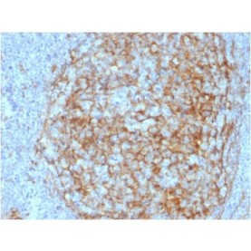 Biotium BNCB2408-100, CD14 (Monocyte / Macrophage Marker) (LPSR/2408), Biotin conjugate, 0.1mg/mL