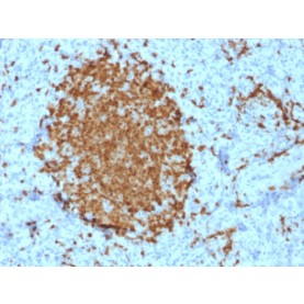 Biotium BNCB2421-100, BOB.1 (B-Cell Marker)(BOB1/2421), Biotin conjugate, 0.1mg/mL