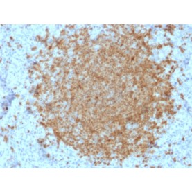 Biotium BNCB2422-100, BOB.1 (B-Cell Marker)(BOB1/2422), Biotin conjugate, 0.1mg/mL