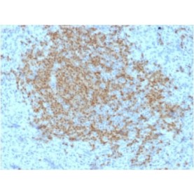 Biotium BNCB2423-100, BOB.1 (B-Cell Marker) (BOB1/2423), Biotin conjugate, 0.1mg/mL