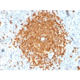 Biotium BNCB2424-100, BOB.1 (B-Cell Marker) (BOB1/2424), Biotin conjugate, 0.1mg/mL