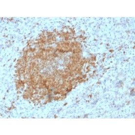 Biotium BNCB2425-500, BOB.1 (B-Cell Marker) (BOB1/2425), Biotin conjugate, 0.1mg/mL